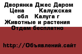 Дворянка Джес Даром › Цена ­ 1 - Калужская обл., Калуга г. Животные и растения » Отдам бесплатно   